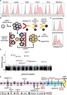 A Genome-Wide CRISPR/Cas9-Based Screen Identifies Heparan Sulfate Proteoglycans as Ligands of Killer-Cell Immunoglobulin-Like Receptors